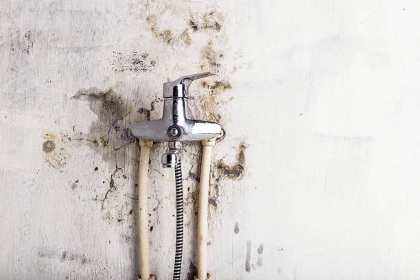 Mold Removal Process in Yates Center, KS