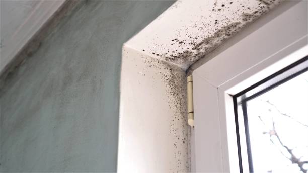 Best Water Damage Restoration  in Yates Center, KS
