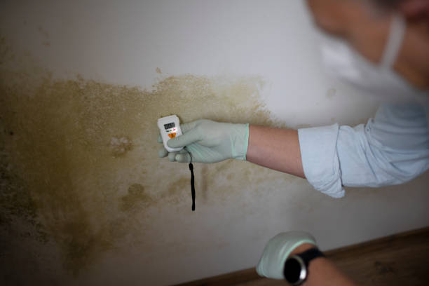 Professional Mold Removal in Yates Center, KS