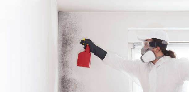 Best Mold Remediation  in Yates Center, KS
