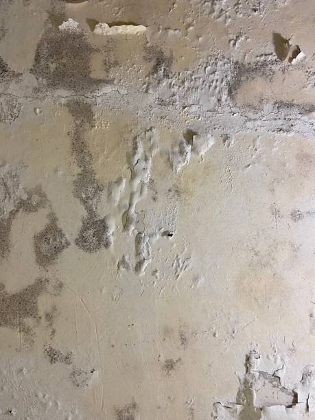 Best Professional Mold Removal  in Yates Center, KS