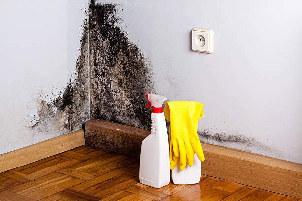 Best Certified Mold Removal  in Yates Center, KS