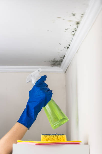 Best Affordable Mold Removal  in Yates Center, KS